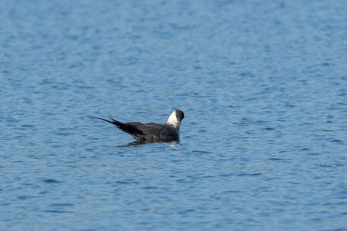 Long-tailed Jaeger - ML620801972