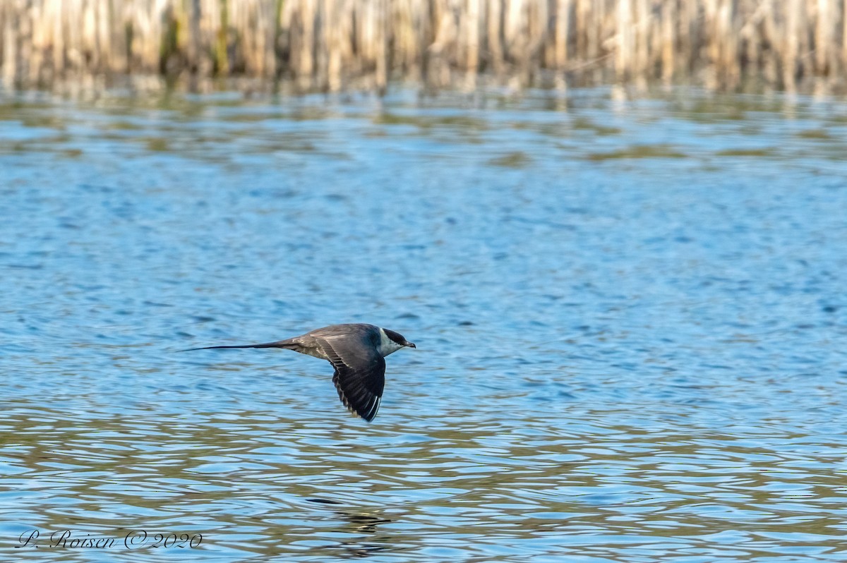 Long-tailed Jaeger - Paul Roisen