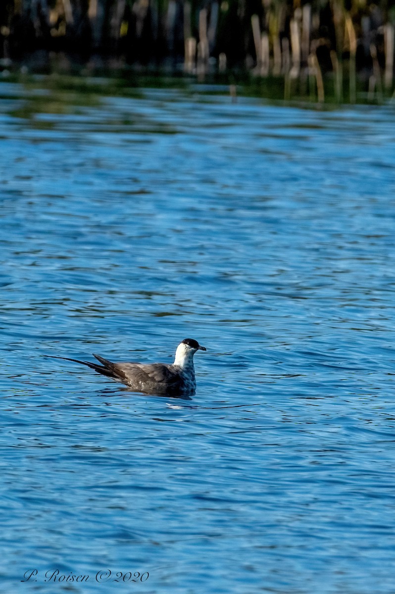 Long-tailed Jaeger - ML620801976