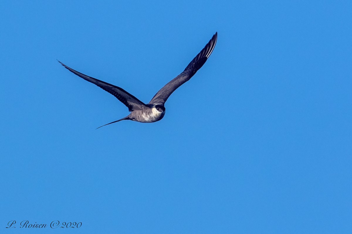 Long-tailed Jaeger - ML620801977