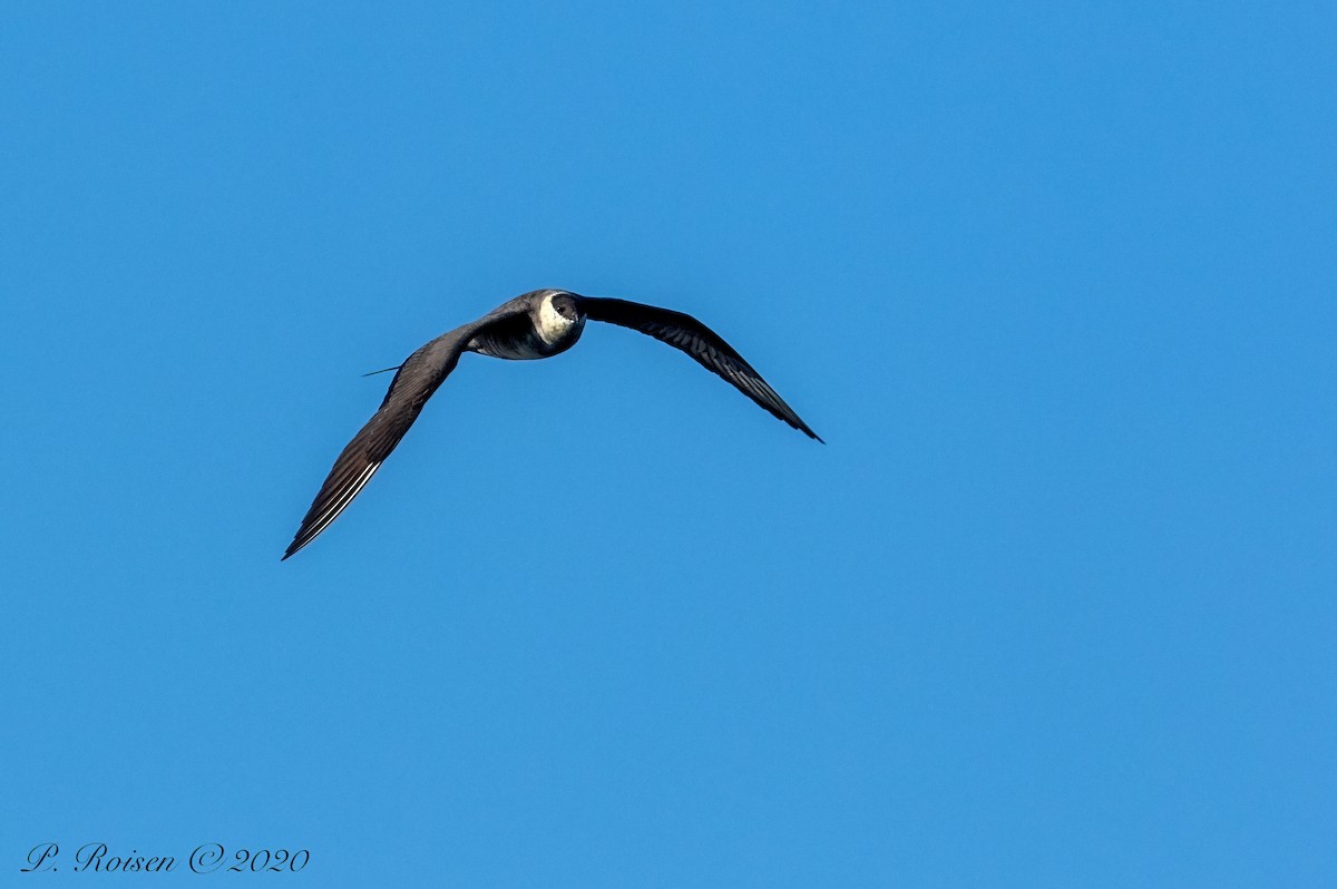 Long-tailed Jaeger - ML620801978