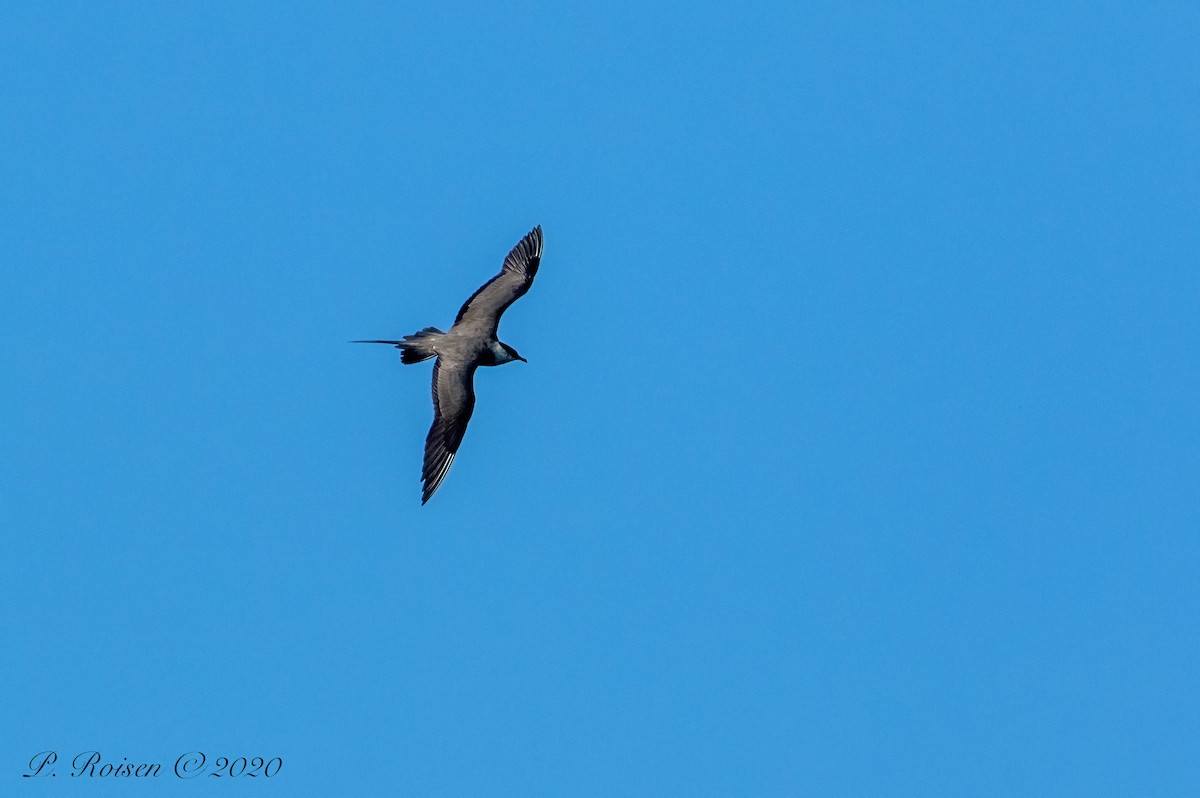 Long-tailed Jaeger - ML620801980