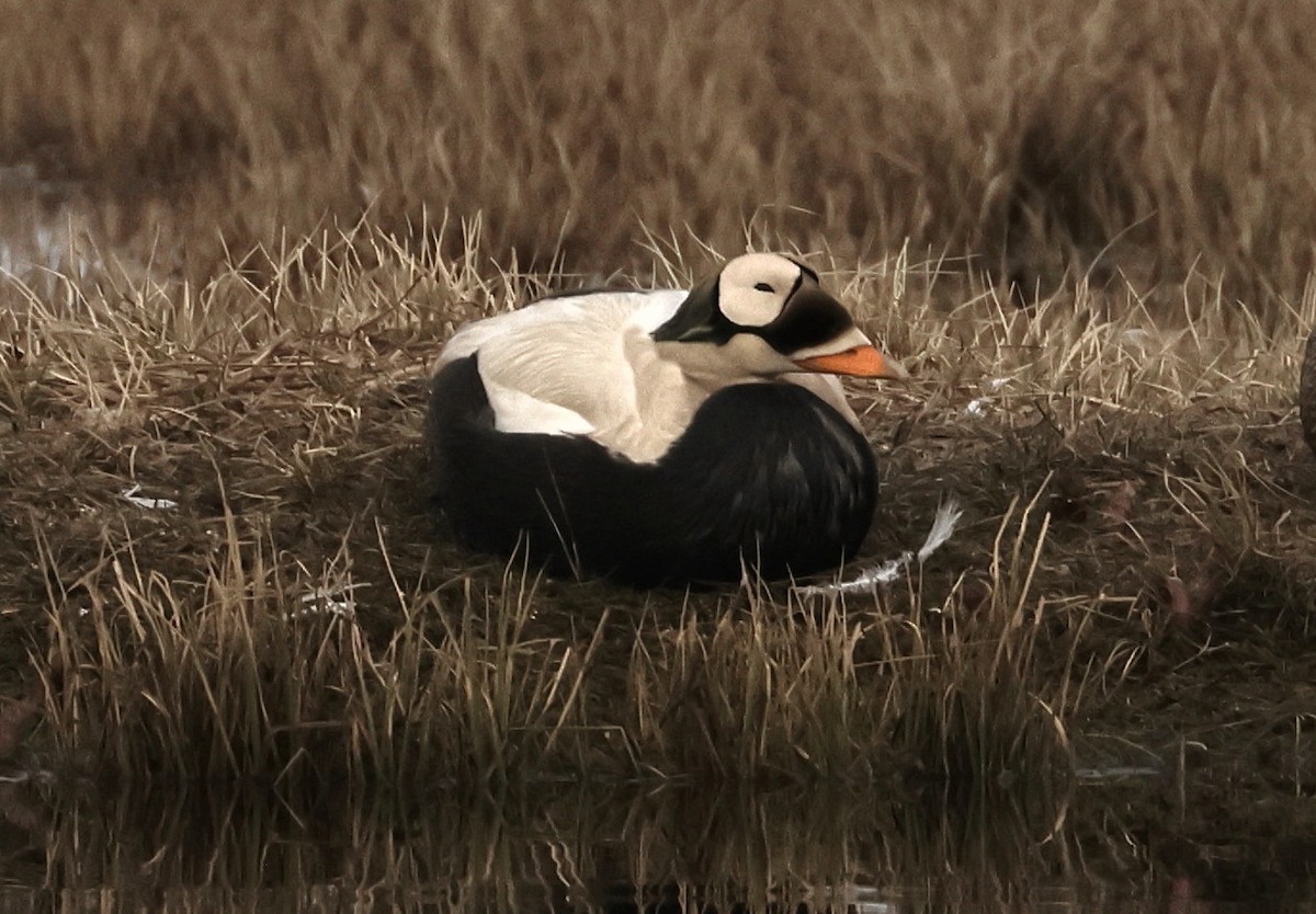 Spectacled Eider - ML620801981