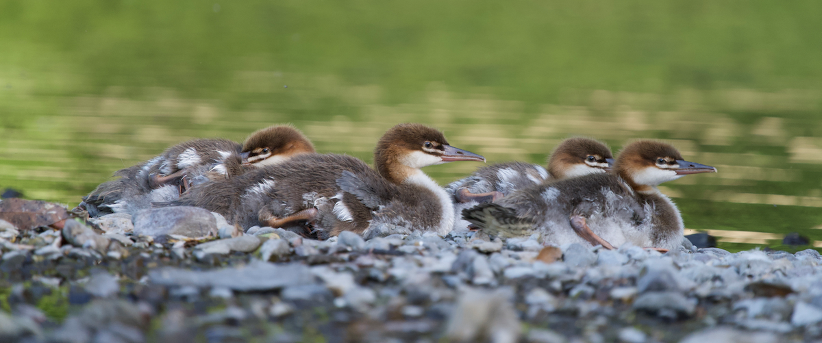 Common Merganser - ML620801983