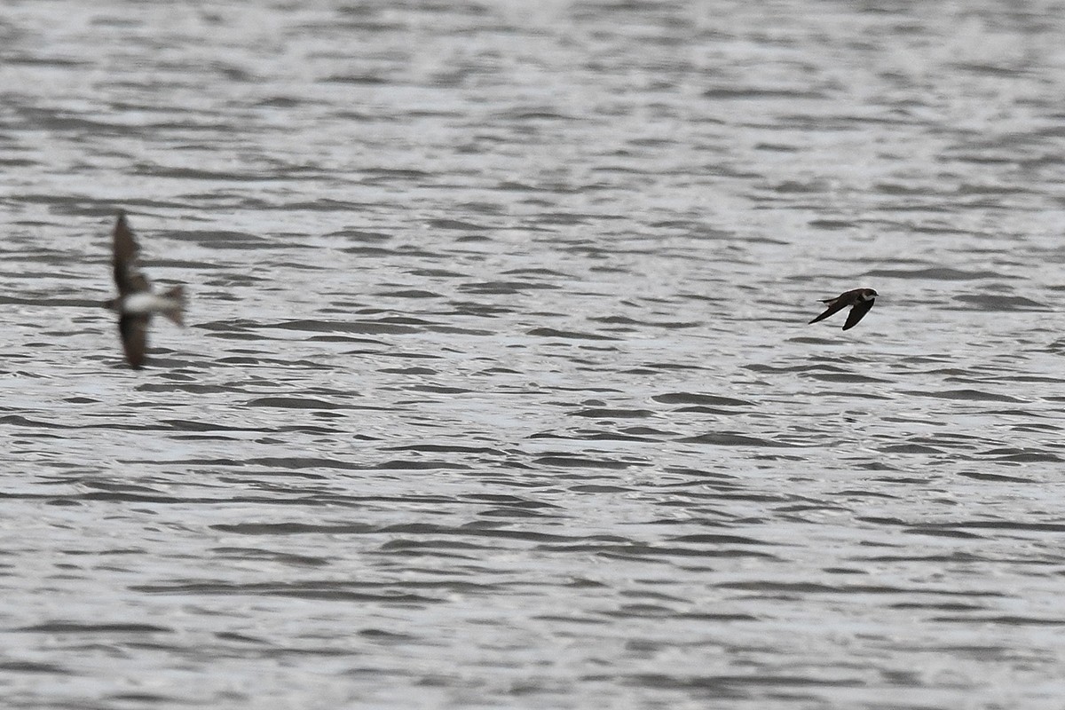 Bank Swallow - ML620801985