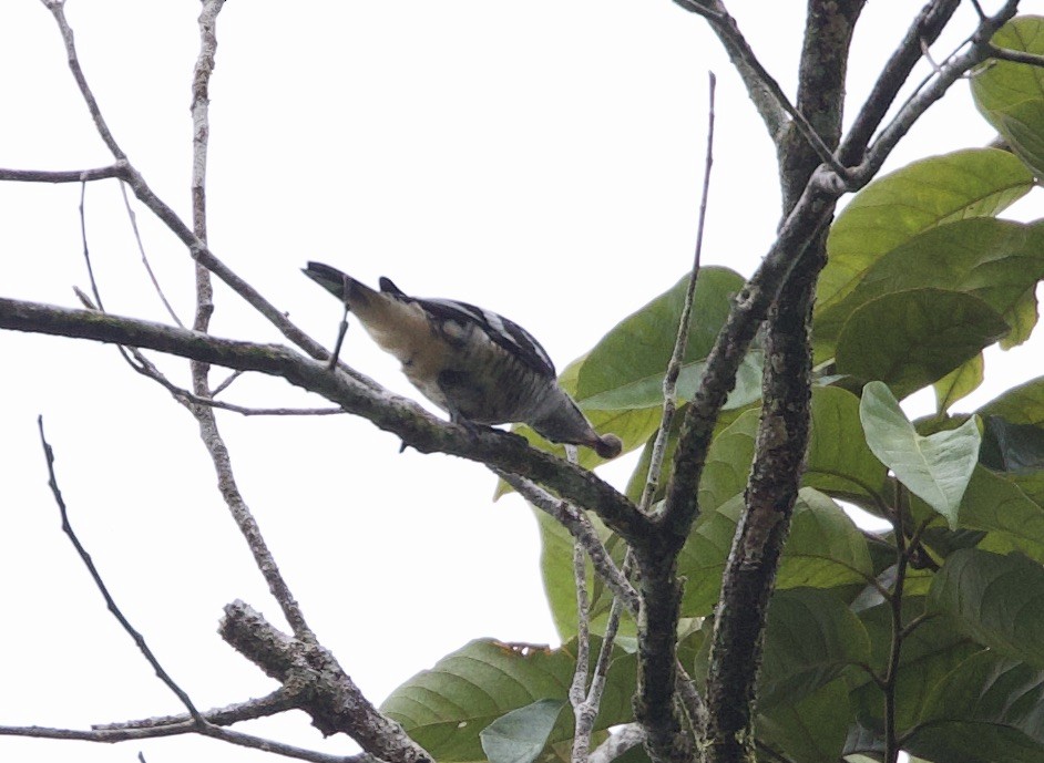 Pacific Baza - ML620801986