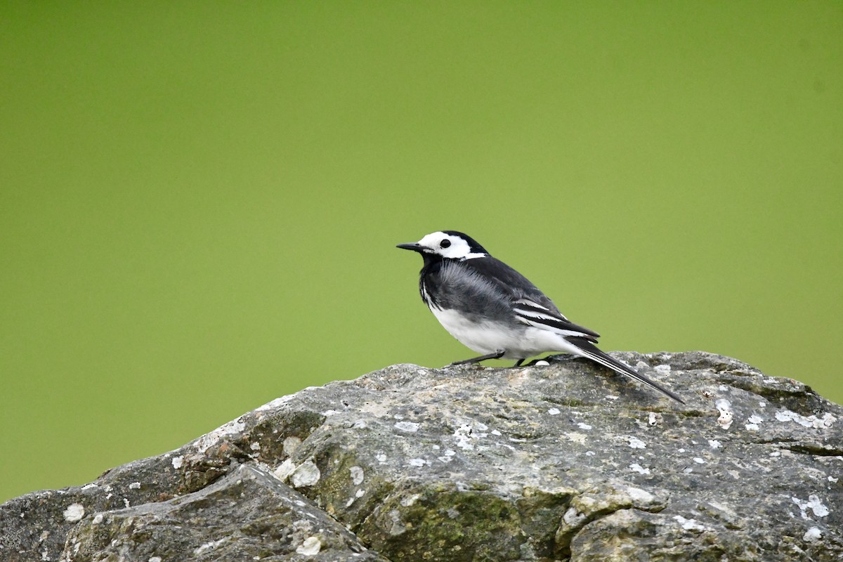 White Wagtail (British) - ML620801987