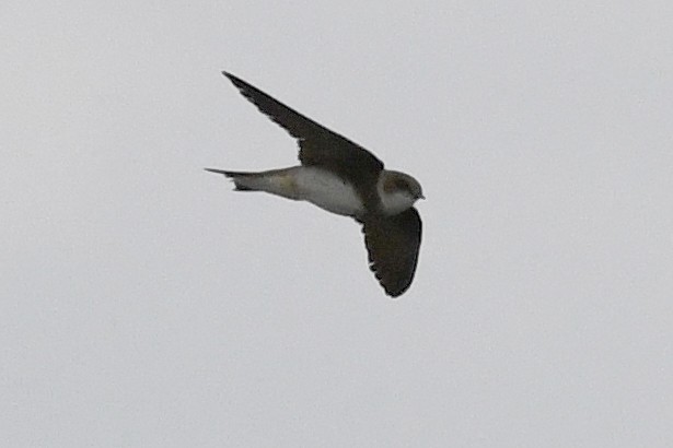 Bank Swallow - ML620801989