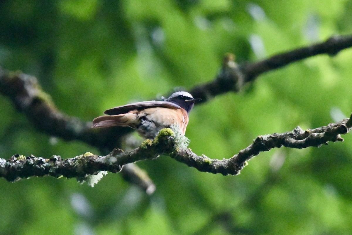 Common Redstart - ML620801991