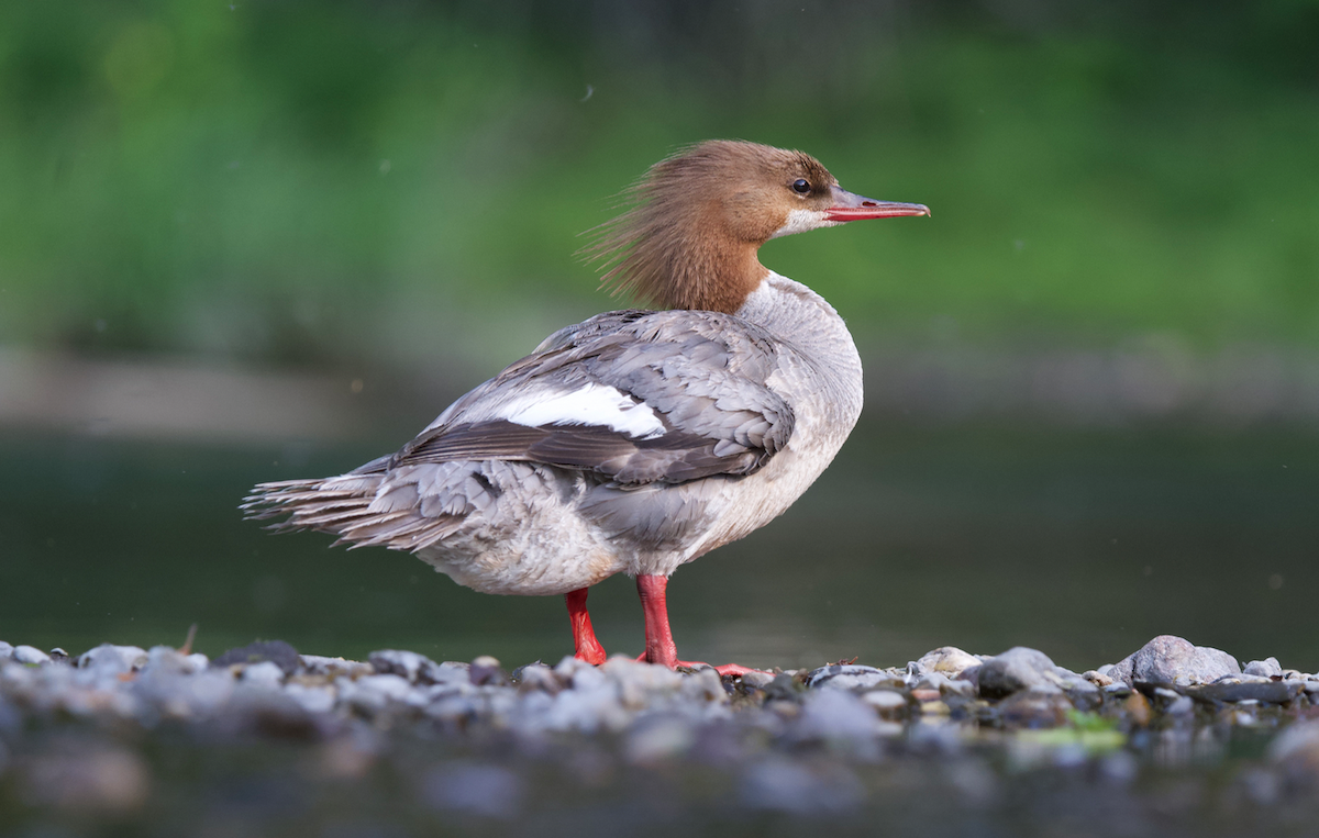 Gänsesäger - ML620801997