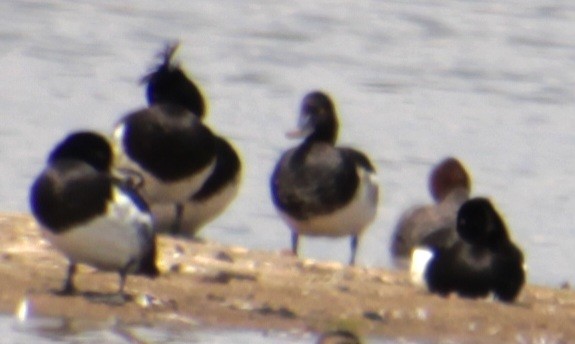 Tufted Duck - ML620802006