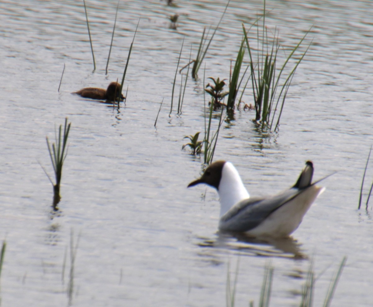 Tufted Duck - ML620802013