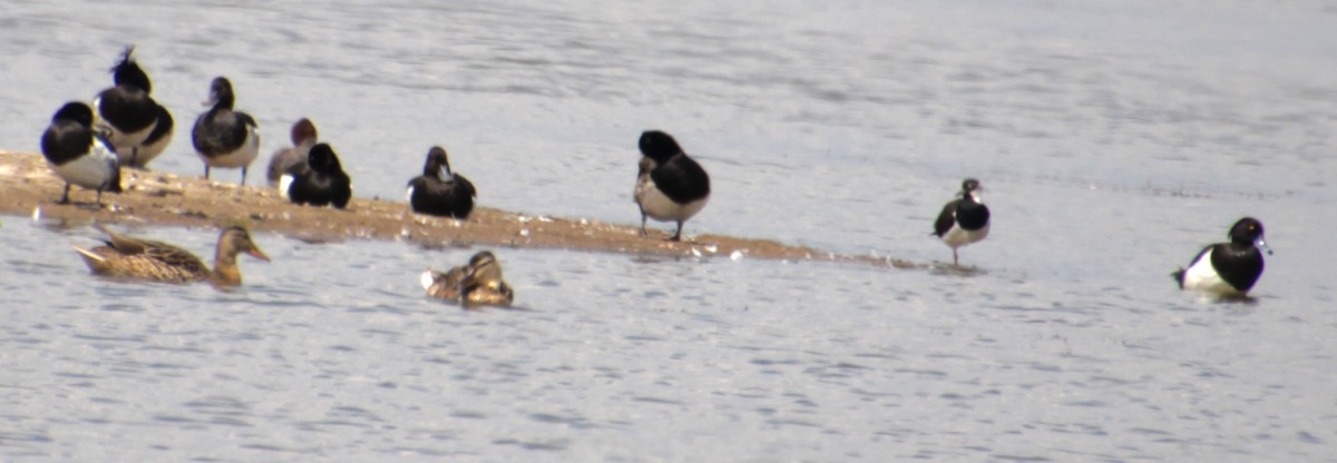 Tufted Duck - ML620802014