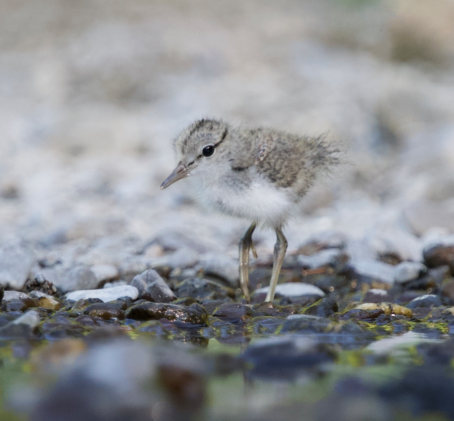 Spotted Sandpiper - ML620802024