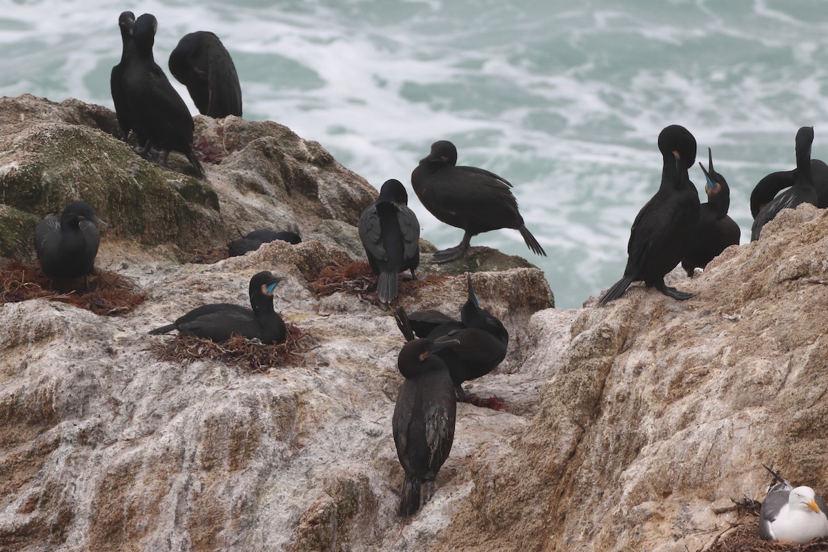 Brandt's Cormorant - ML620802028