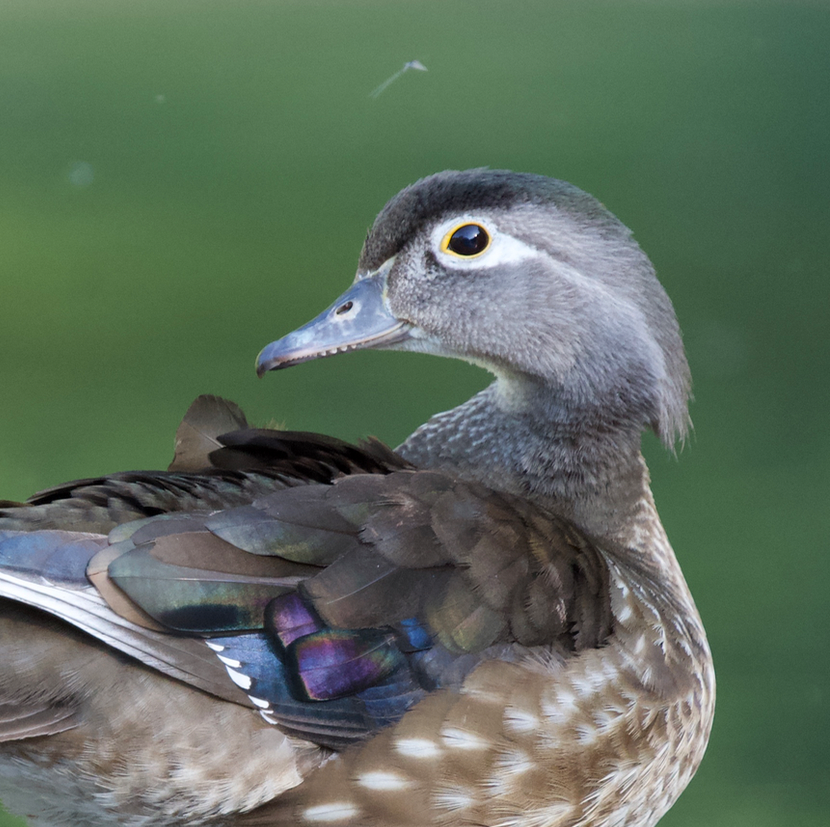 Wood Duck - ML620802040