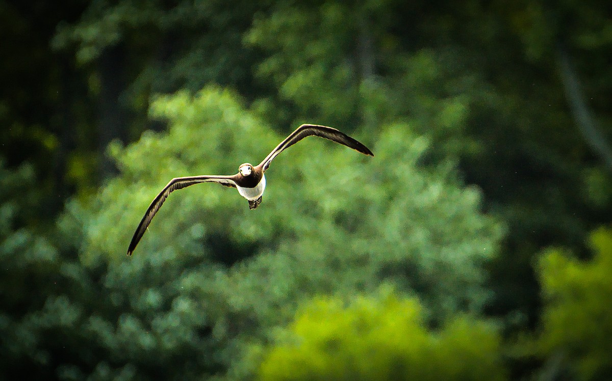 Brown Booby - ML620802048