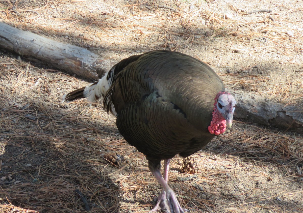 Wild Turkey - ML620802051