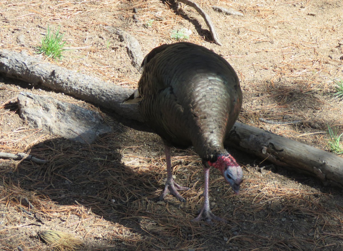 Wild Turkey - ML620802054