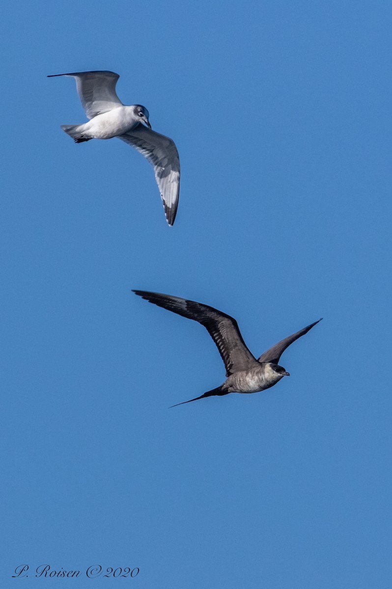 Mouette de Franklin - ML620802056