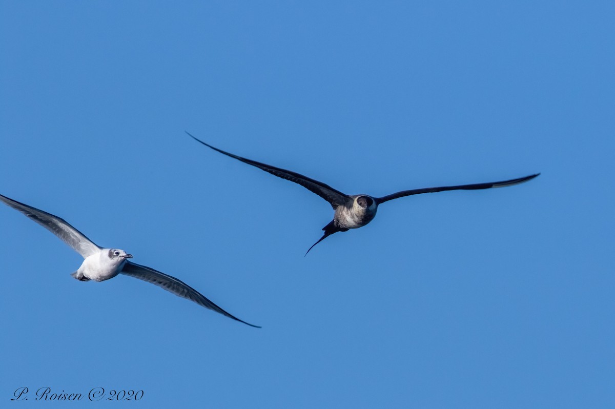 Mouette de Franklin - ML620802058