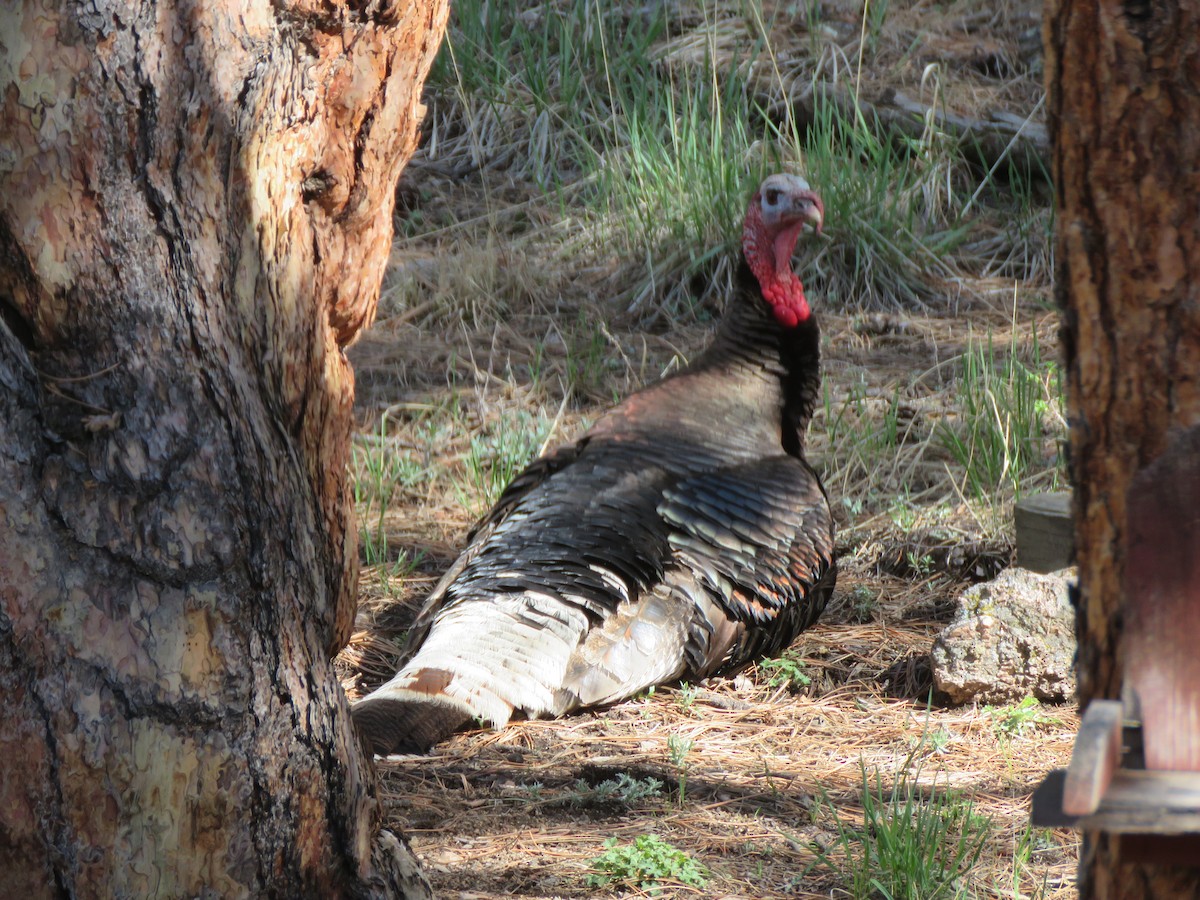 Wild Turkey - ML620802060