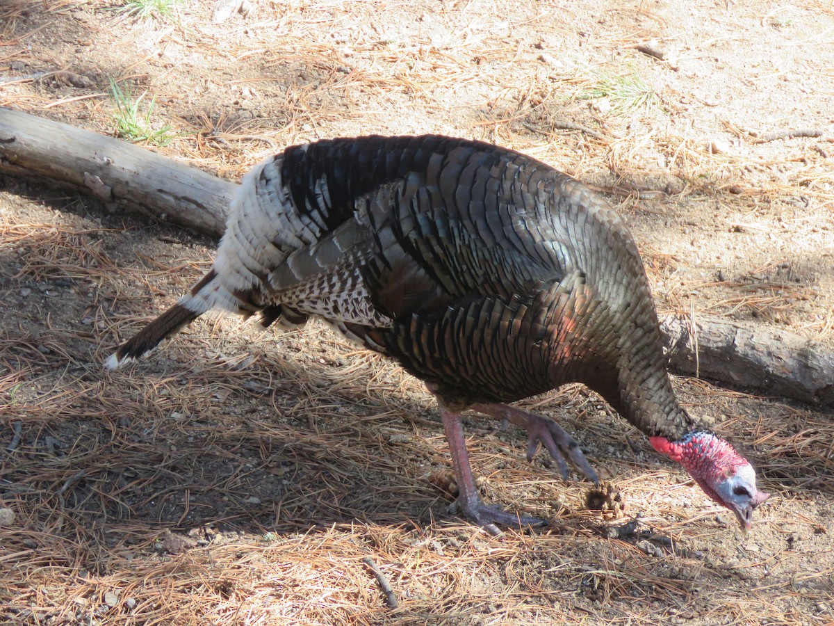 Wild Turkey - ML620802061