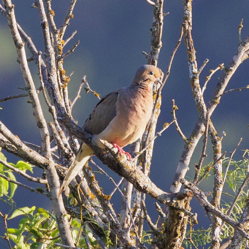 Mourning Dove - Pamella Hopper