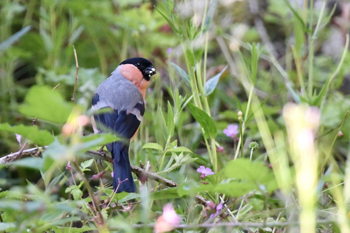 Eurasian Bullfinch - Stanley Davis