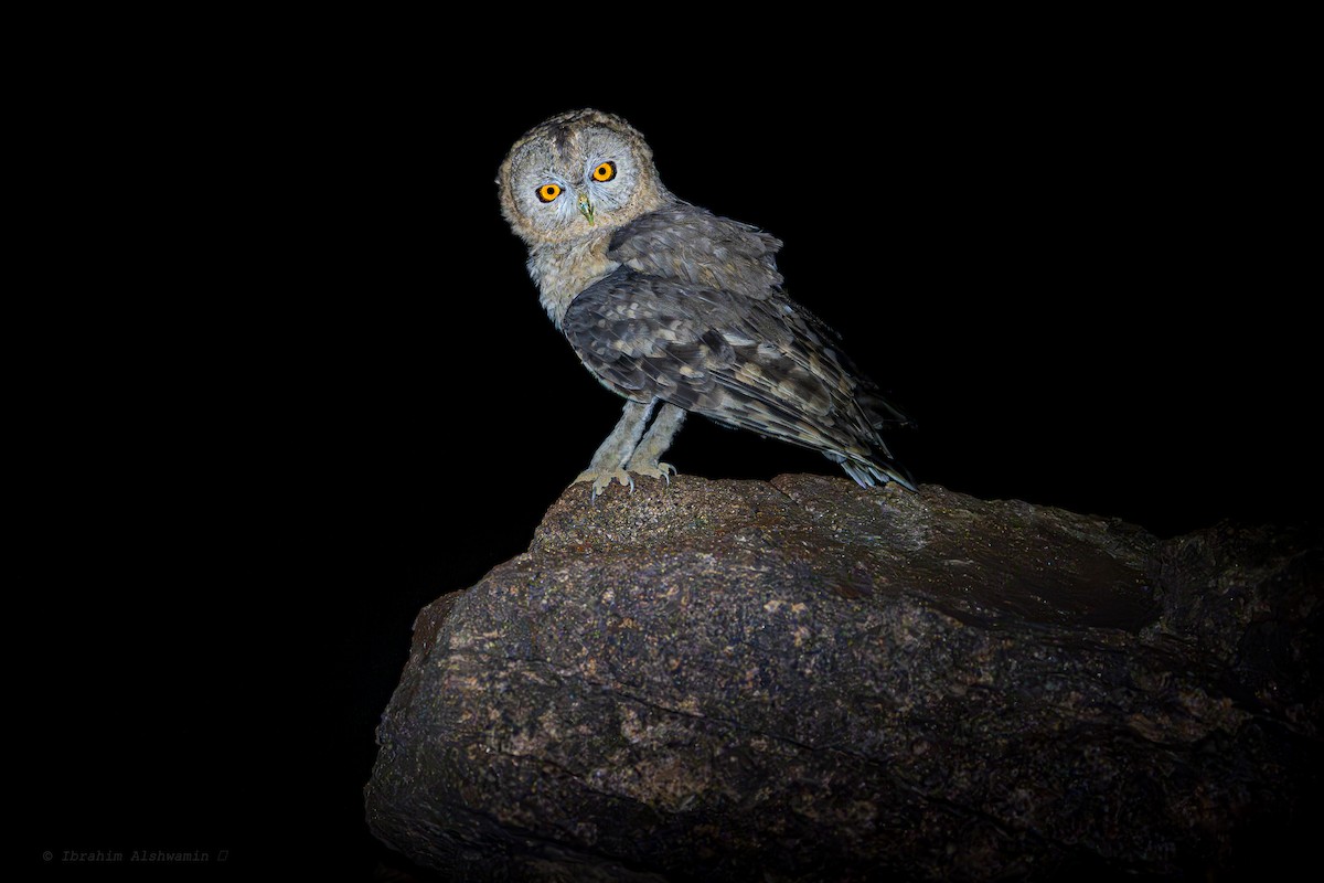 Desert Owl - ML620802072