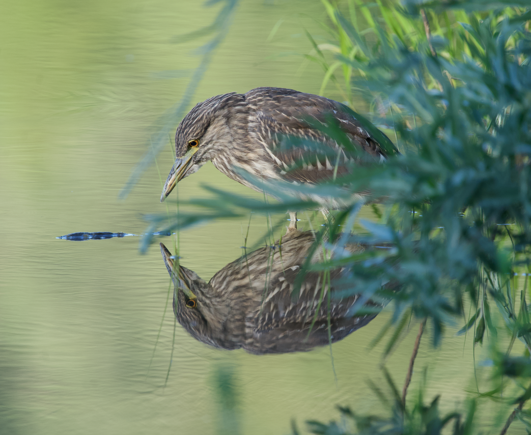 Black-crowned Night Heron - ML620802087