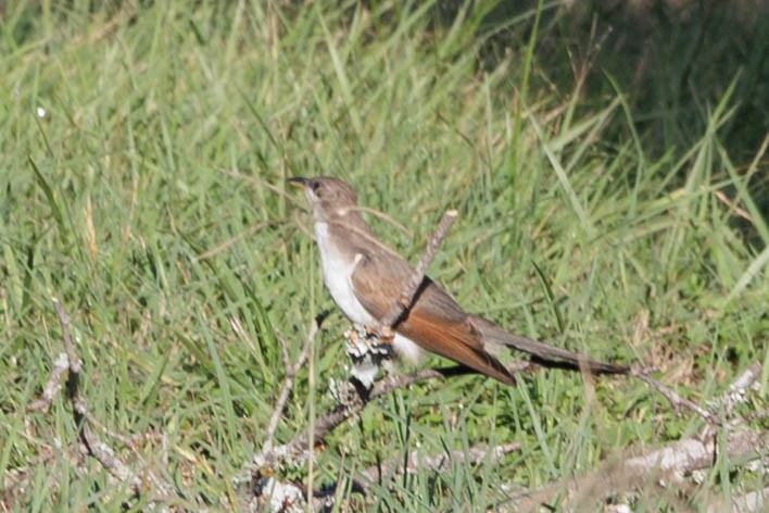 Yellow-billed Cuckoo - ML620802088