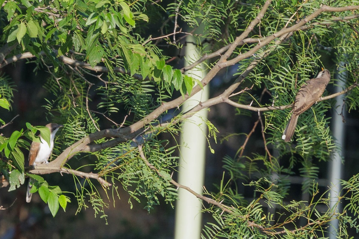 Yellow-billed Cuckoo - Pamella Hopper