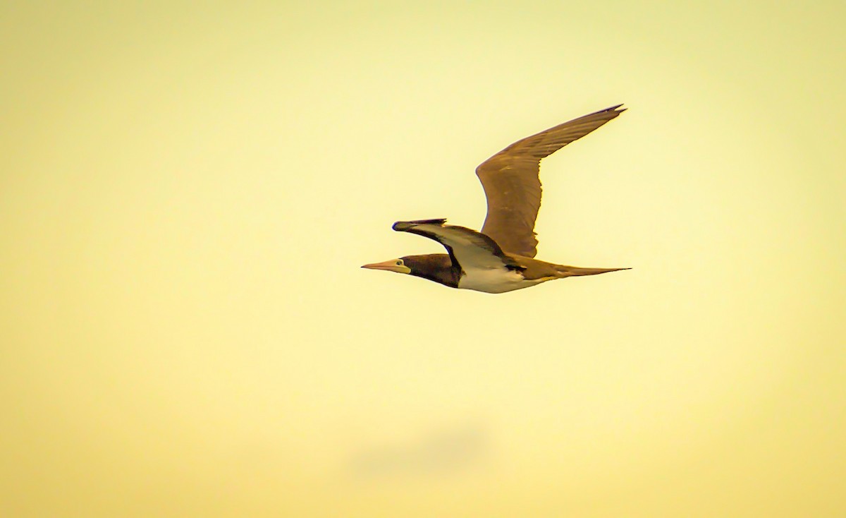 Brown Booby - ML620802090