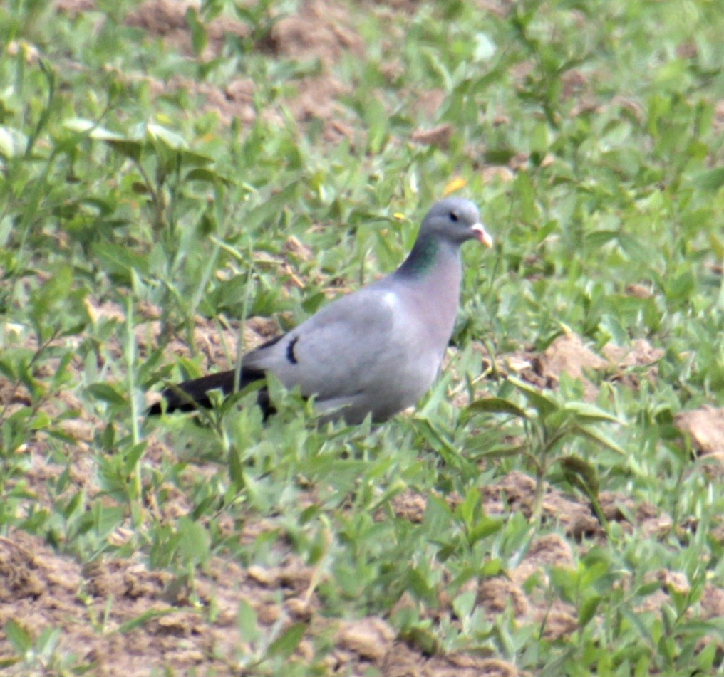 Pigeon colombin - ML620802092