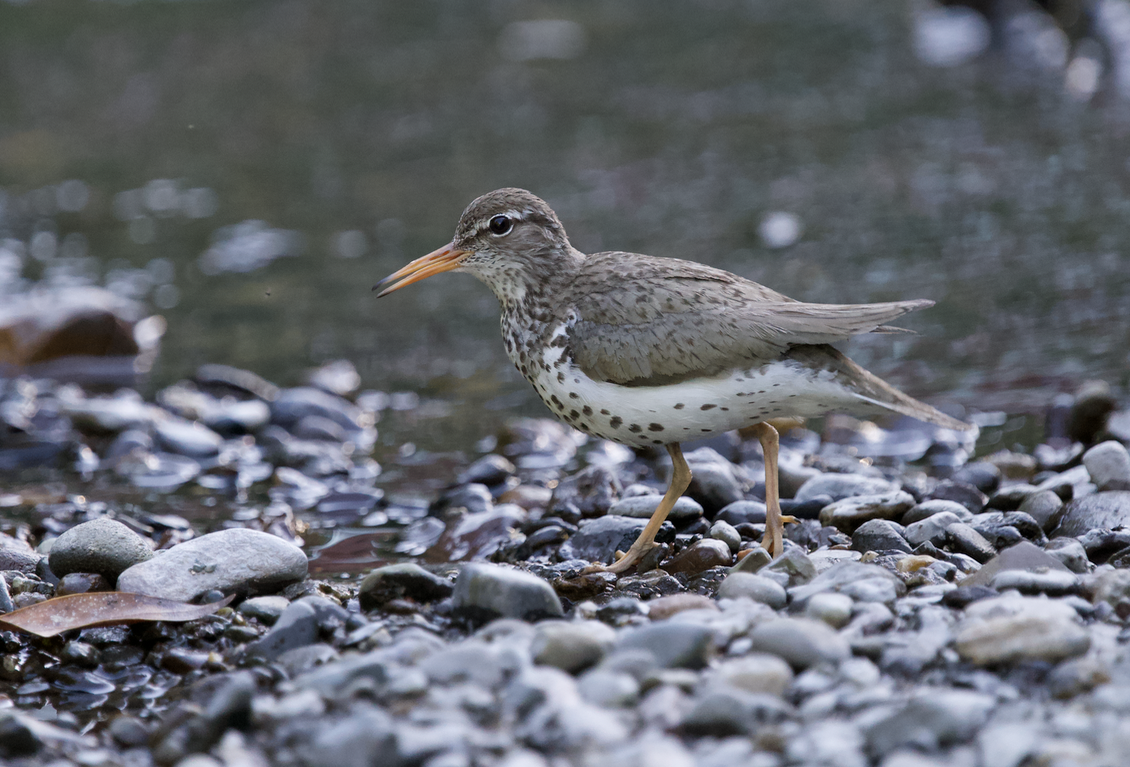 Spotted Sandpiper - ML620802093