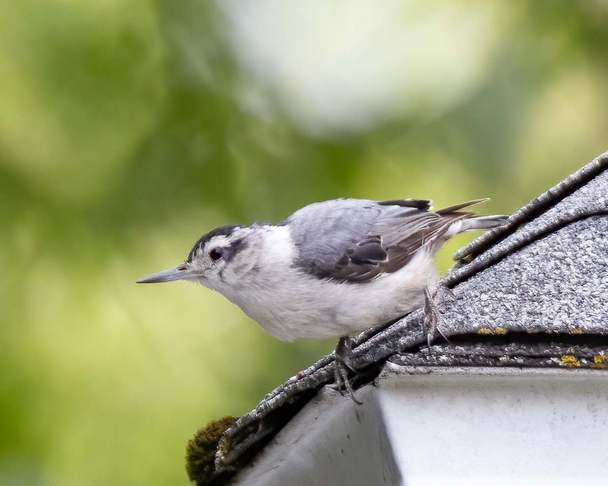 White-breasted Nuthatch - ML620802101