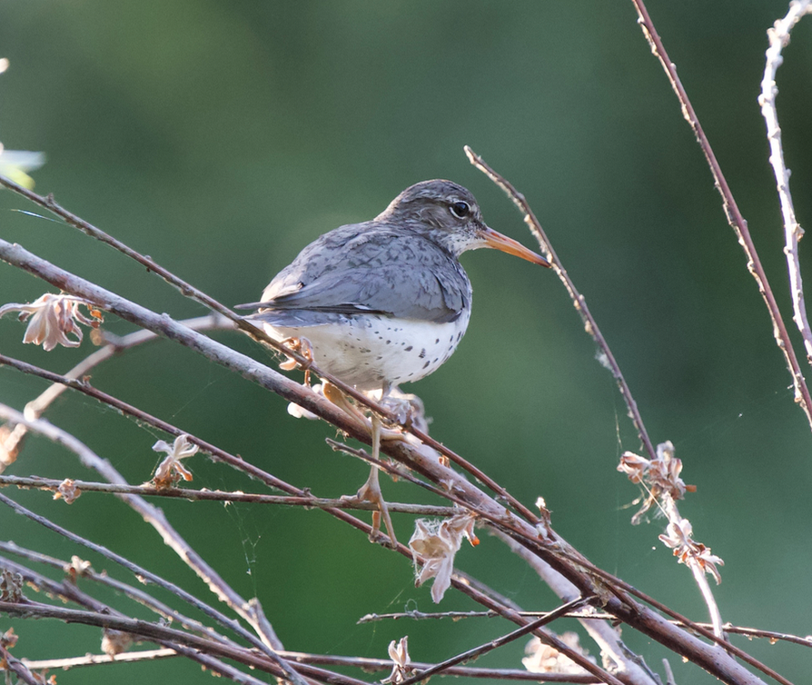 Spotted Sandpiper - ML620802102