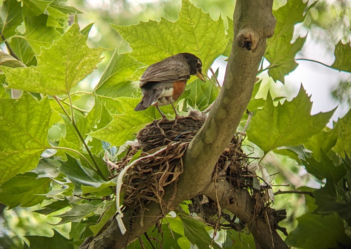 American Robin - ML620802117