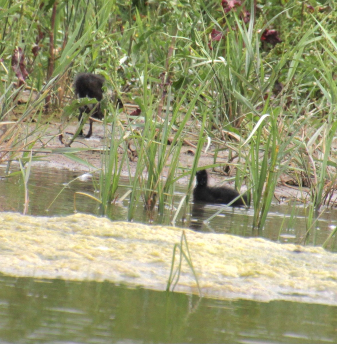 Eurasian Moorhen - ML620802121