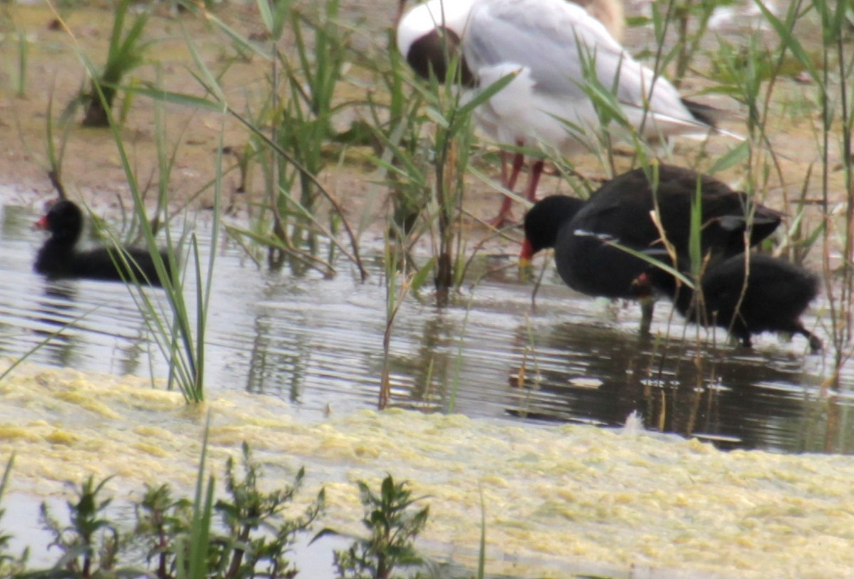 Eurasian Moorhen - ML620802122