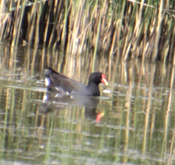 Eurasian Moorhen - ML620802124