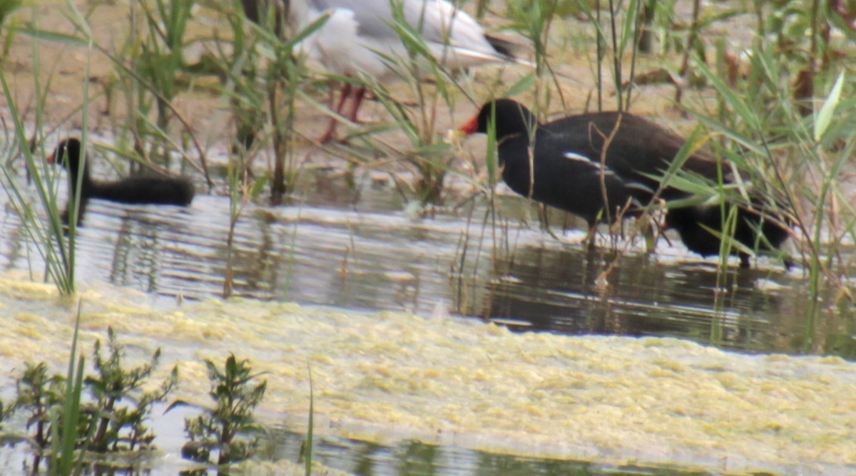 Eurasian Moorhen - ML620802125