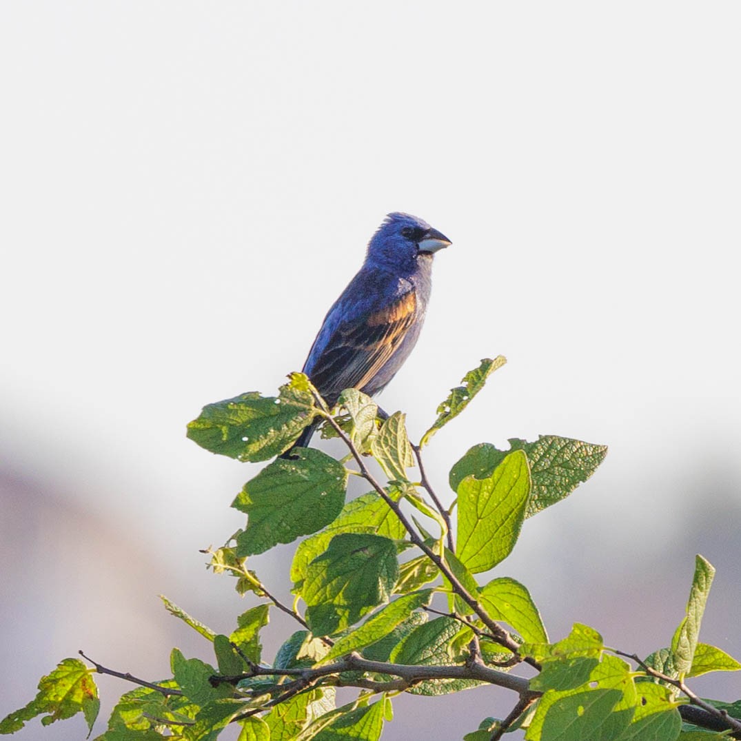 Blue Grosbeak - ML620802133