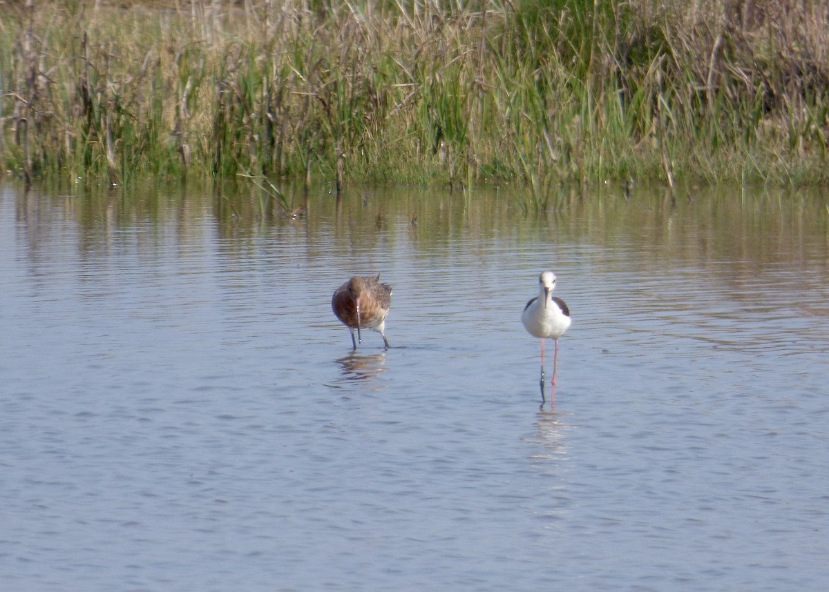 Black-tailed Godwit - ML620802136