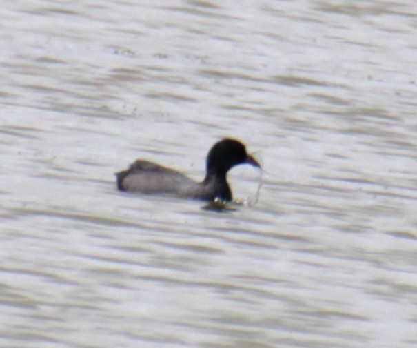 Eurasian Coot - ML620802140