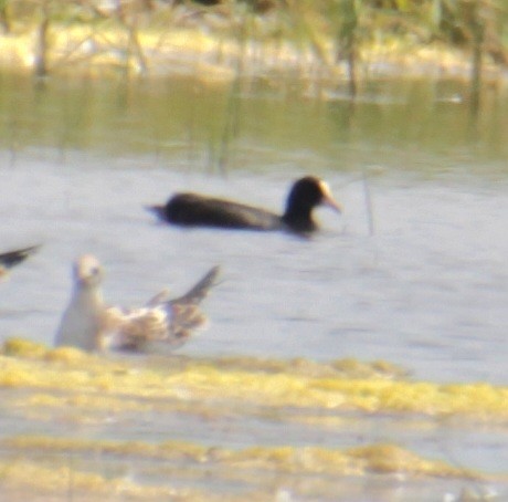 Eurasian Coot - Samuel Harris