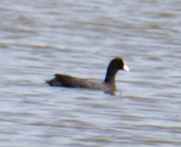 Eurasian Coot - ML620802143