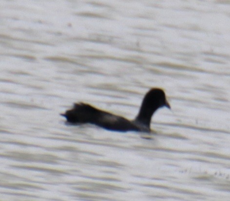 Eurasian Coot - ML620802144