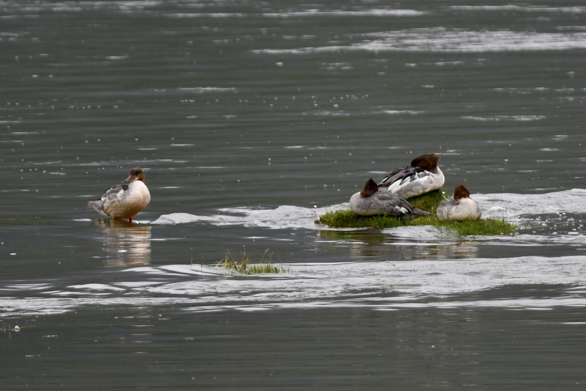 Common Merganser - ML620802145